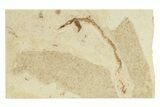 Fossil Pipefish (Syngnathus) - California #274966-1